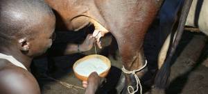 Guruna, a practice of pastoral, socio-cultural and artistic retreats centered on livestock among the Massa