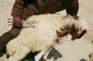 Al Sadu, traditional weaving skills in the United Arab Emirates
