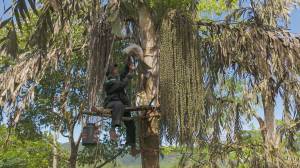 Kithul Madeema/Kithul Kapeema, an ancient indigenous technology for tapping Kithul in Sri Lanka